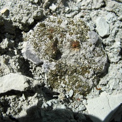 Lisowice-odkrycia paleontologiczne i minerały
