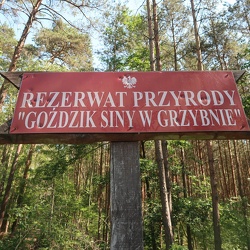 Grzybno-Rezerwat Goździka Sinego