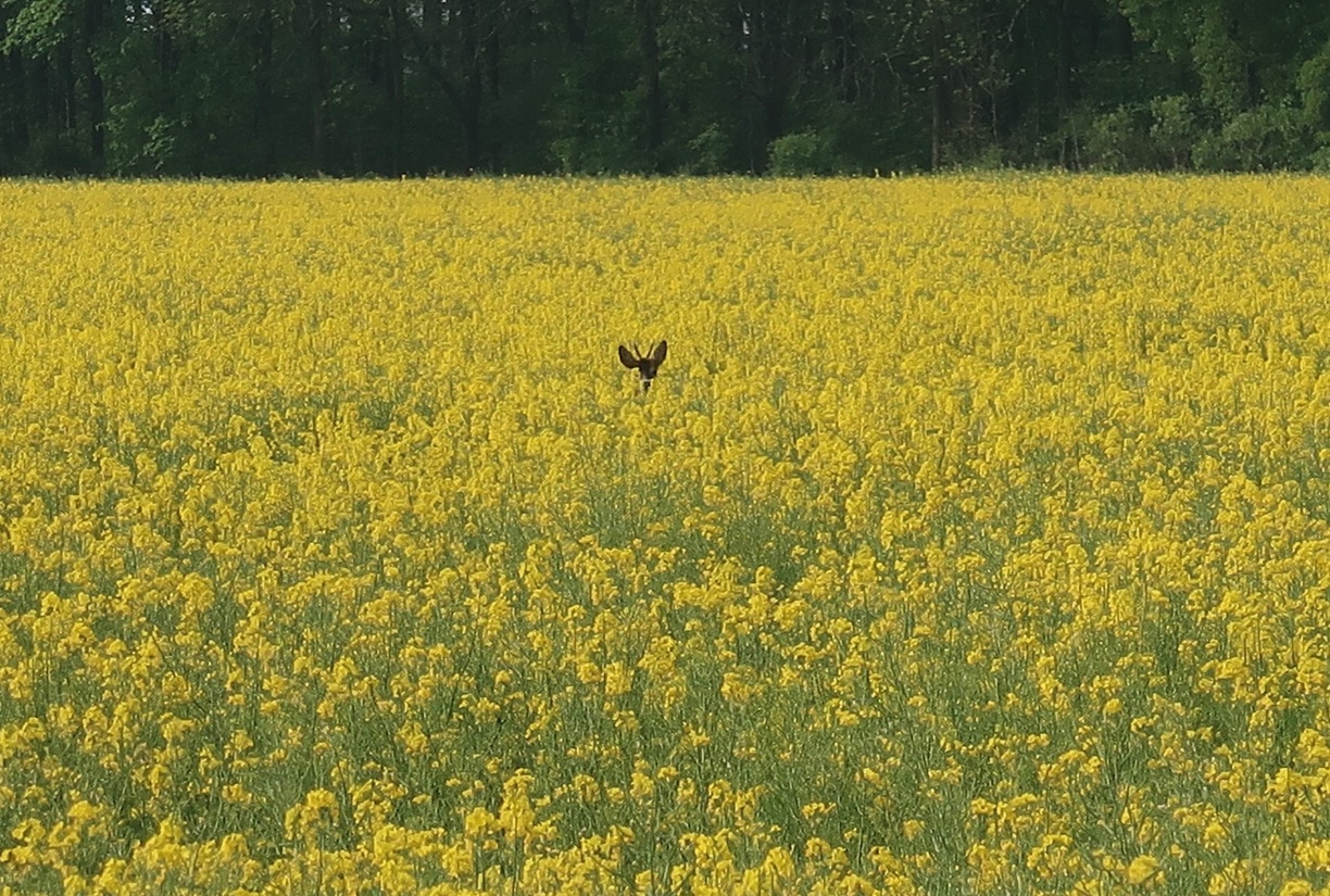 3f