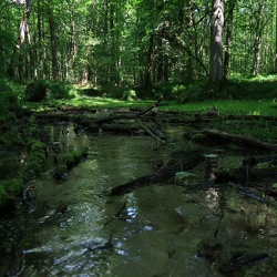Rezerwat Srebrne Źródła