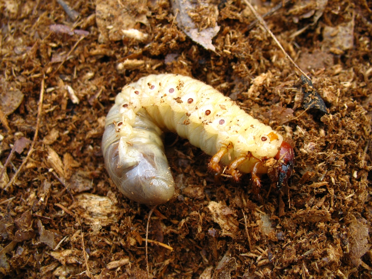 3e6